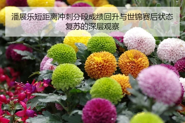 潘展乐短距离冲刺分段成绩回升与世锦赛后状态复苏的深层观察